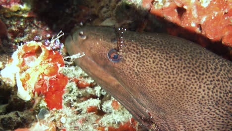 giant moray eel being cleaned by two spotted cleaner shrimps, one of them missing one claw arm