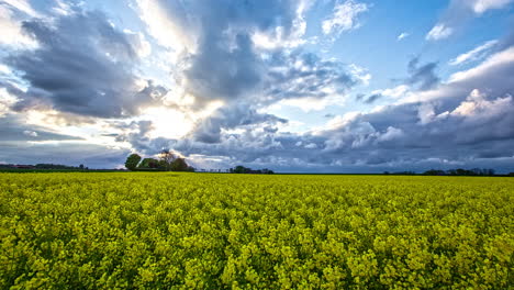 timelapse de campo de plantas amarillas, fondo celestial y nublado con un estallido de sol