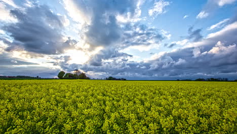 yellow plants field timelapse, heavenly and cloudy background with a sunburst