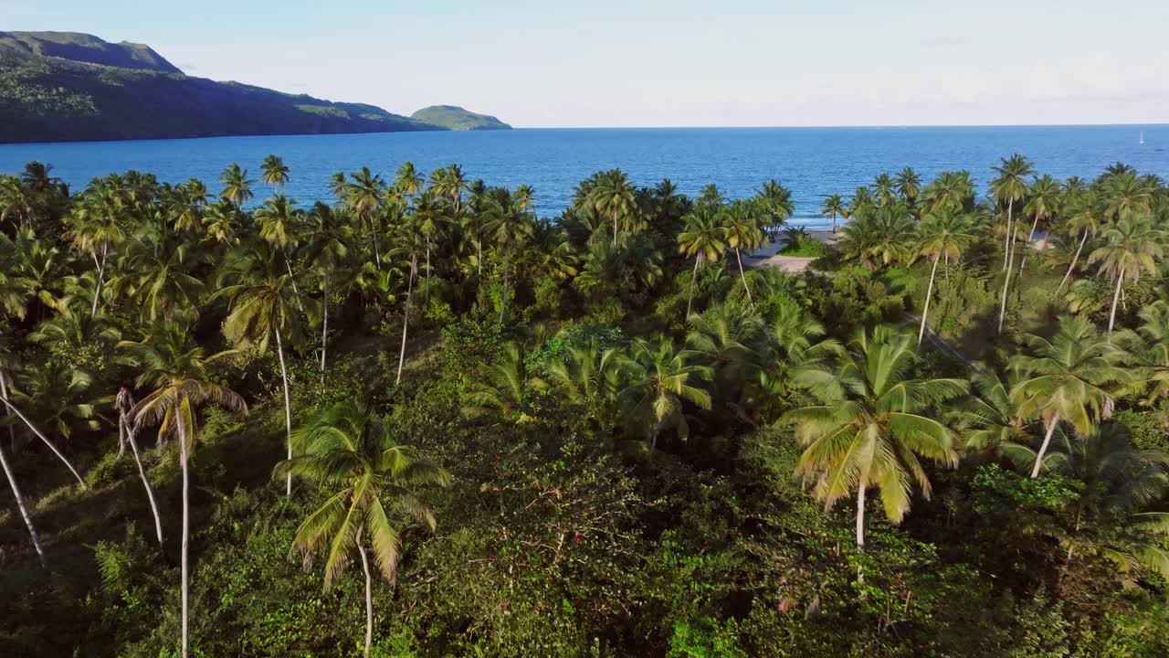 Palm trees along Playa Rincon beach, Samana in Dominican Republic, exotic and tropical landscape. Aerial forward low flight