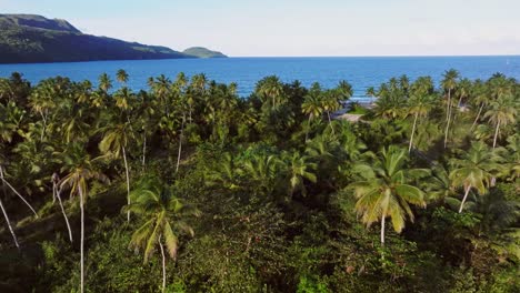 palm trees along playa rincon beach, samana in dominican republic, exotic and tropical landscape. aerial forward low flight