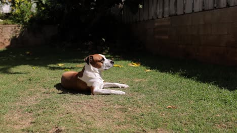 lazy brown and white dog lays in the sun on a hot day