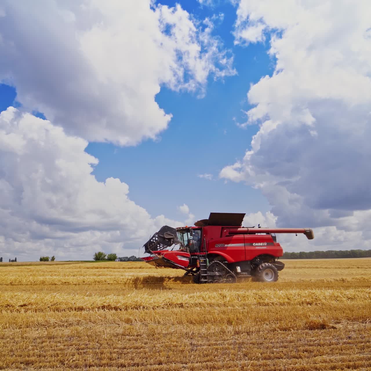 Harvesting of wheat in season. Harvesting is process of gathering ripe crop from the fields