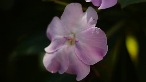 Closeup-macro-view-of-pink-and-purple-flower-swaying-in-wind-in-tree-shade