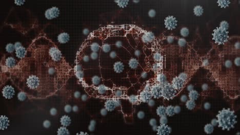 animation of macro coronavirus covid-19 cells floating over a brain spinning