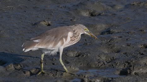 One-of-the-Pond-Herons-found-in-Thailand-which-display-different-plumages-according-to-season