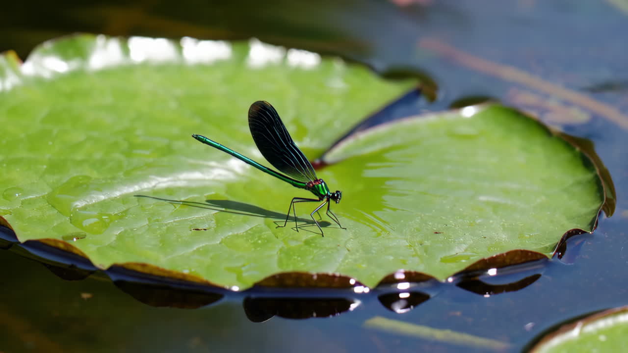 Emerald Dragonfly on a Lily Pad
