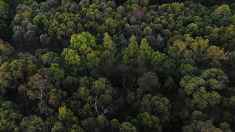 aerial perspective of high winds above green forested area below