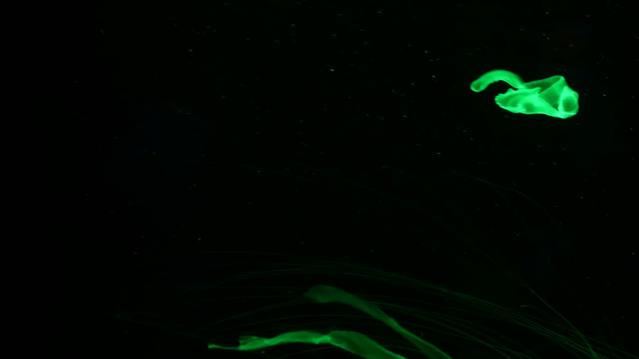 brillante vibrante medusa fluorescente brilla bajo el agua, neón oscuro dinámico pulsante ultravioleta borroso fondo en bucle sin costuras. fantasía hipnótica mística danza pcychedélica. medusa cósmica fosforescente