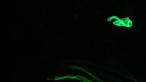 brillante vibrante medusa fluorescente brilla bajo el agua, neón oscuro dinámico pulsante ultravioleta borroso fondo en bucle sin costuras. fantasía hipnótica mística danza pcychedélica. medusa cósmica fosforescente