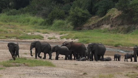 family of elephants sanding themselves on a river bank in tanzania, africa