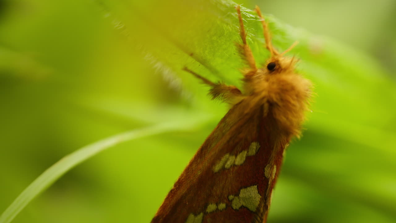 Gold swift moth (Phymatopus hecta) on plant, vibrating. Macro insect