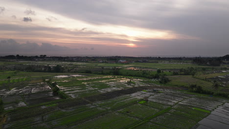 Ein-Schwarm-Weißer-Vögel-Fliegt-über-überflutete-Reisfelder-Auf-Bali