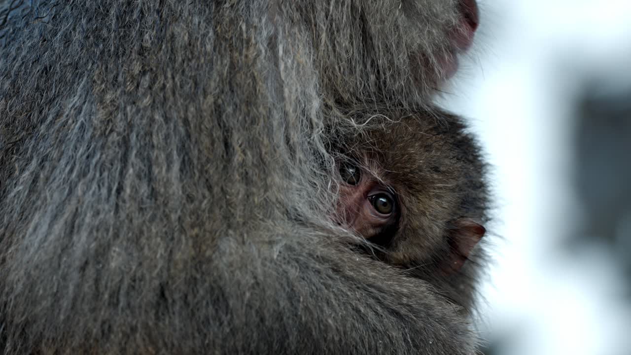 A tender moment unfolds as a baby snow monkey is lovingly protected in its mother's arms in the snowy landscape of Jigokudani, Japan.