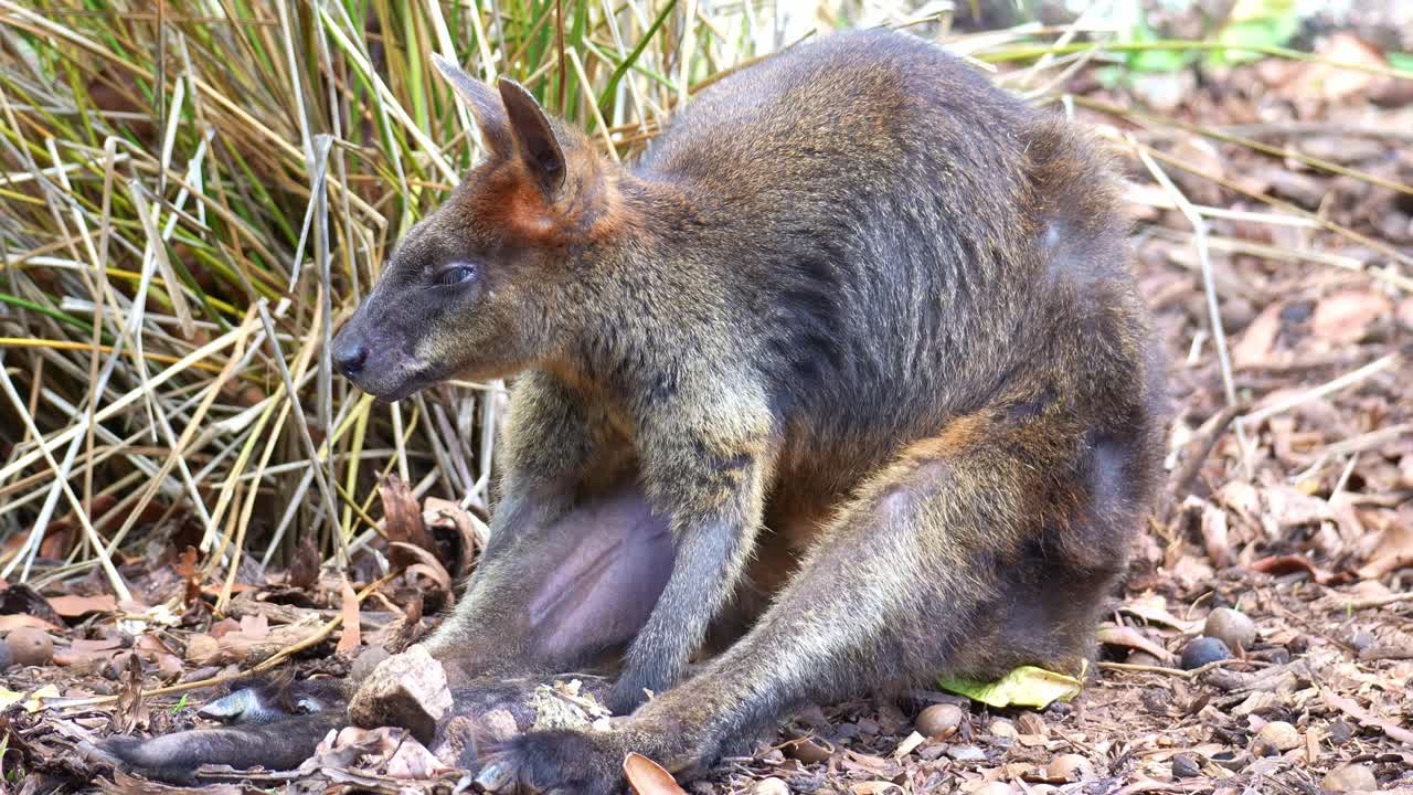Un wallaby delle paludi (Wallabia bicolor) con pelliccia scura si siede e si riposa in una posizione scomposta sul terreno tra erba secca e terra, ruotando l'orecchio e scrutando i suoni nei suoi dintorni