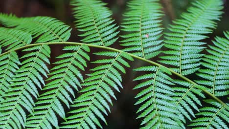 close-up of bracken fern in forest