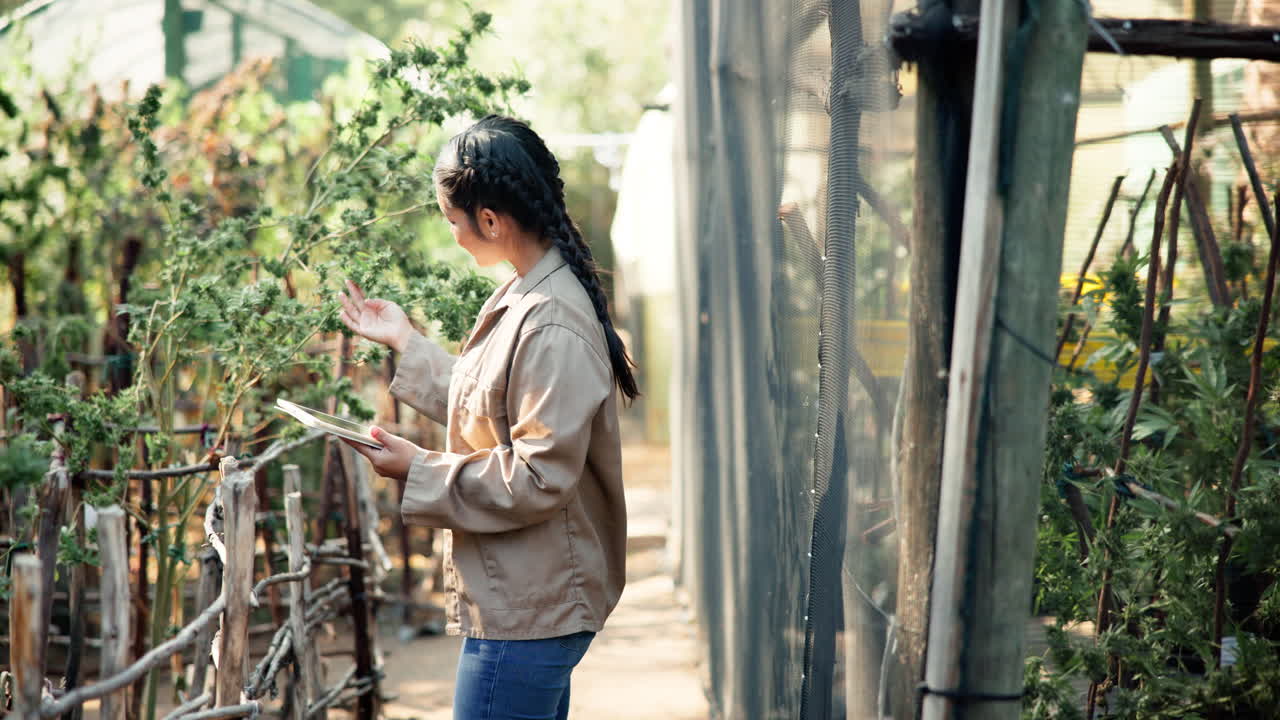 A woman inspecting cannabis plants in a greenhouse
