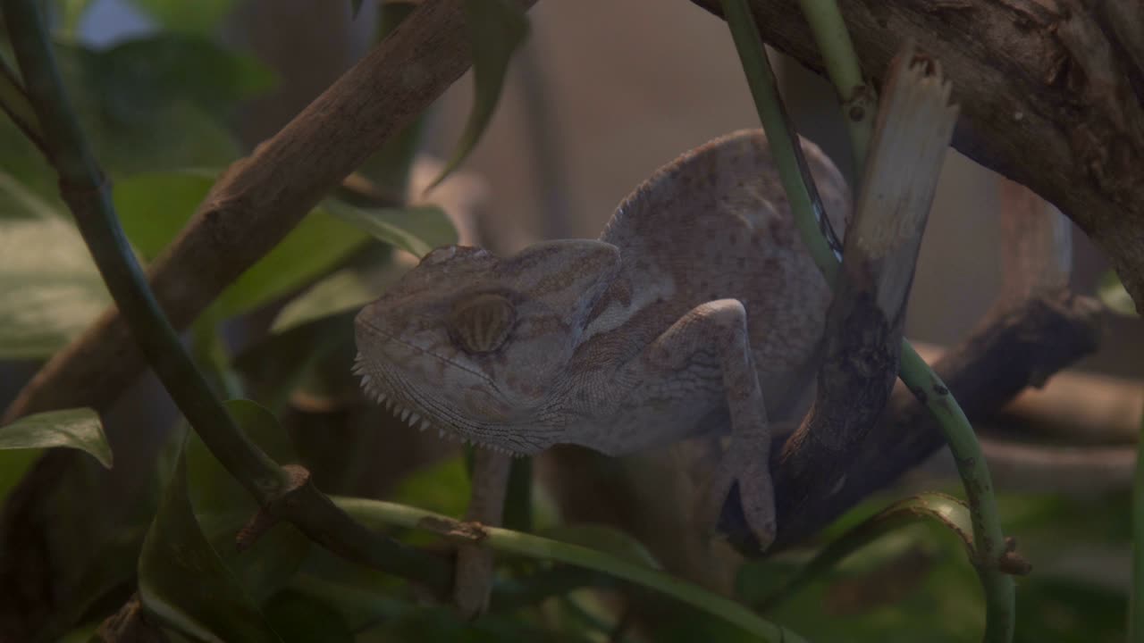열대 숲에서 사냥을 하는 야생 카멜레온