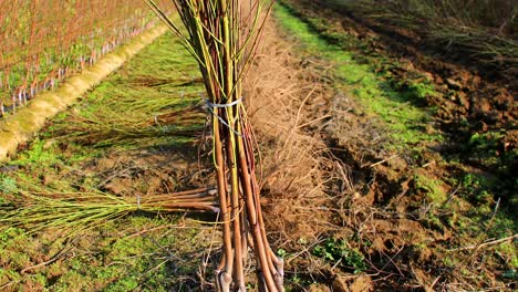 collected-saplings-and-machine-removing-saplings-in-the-background