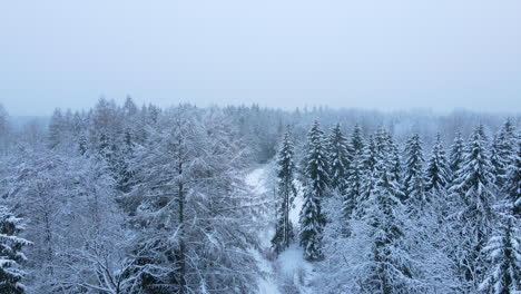 mountain forest covered in snow during winter near deby village in poland