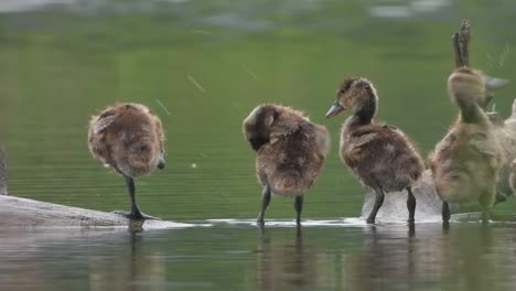 Whistling-duck--beautiful---water-