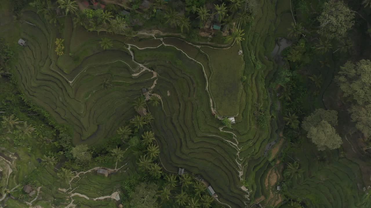 The beauty of rice terraces in Bali