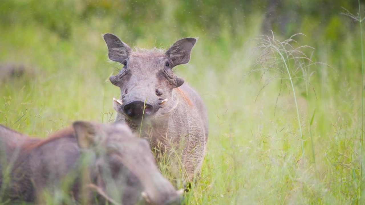 african warthogs with tusks grazing in tall green savannah grass 높은 초록색 사바나 잔디