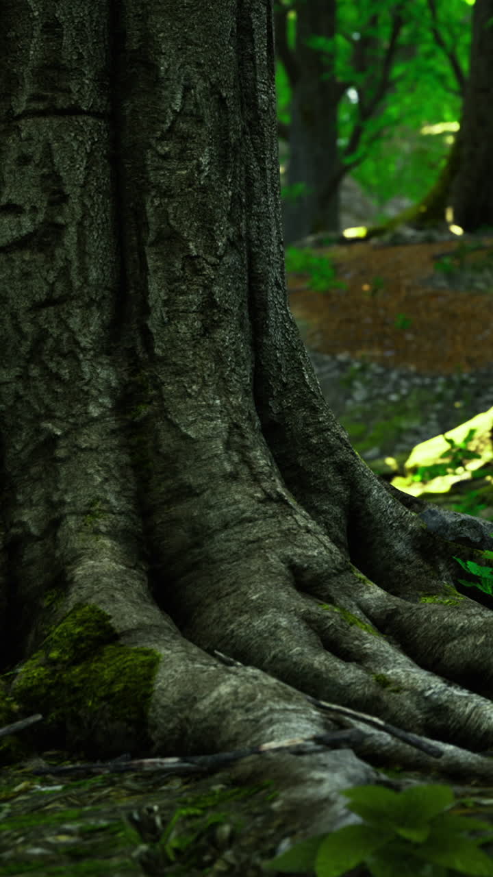 Ancient tree roots emerge from the forest floor in a serene woodland setting