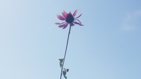 Mittlere-Zeitlupenaufnahme-Einer-Violetten-Echinacea-Blume,-Die-Im-Wind-Schaukelt