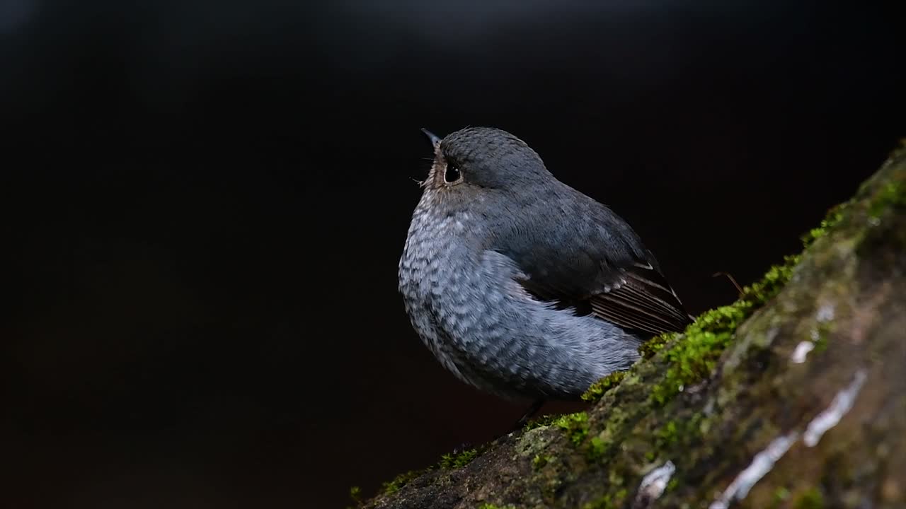 esta hembra de colirrojo plomizo no es tan colorida como el macho pero seguro que es tan esponjosa como una bola de un lindo pájaro