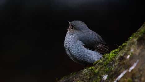 Dieser-Weibliche-Rotschwänzchen-Ist-Nicht-So-Farbenfroh-Wie-Das-Männchen,-Aber-Sicher-So-Flauschig-Wie-Ein-Knäuel-Eines-Niedlichen-Vogels