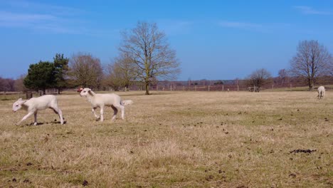 pair of sheep trying to copulate at veluwe on sunny day with blue skies