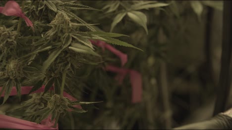 close-up view of cannabis plants growing indoors