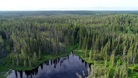 Ein-Kleiner-Sumpf-Ist-Von-Dichtem-Grünen-Wald-Umgeben