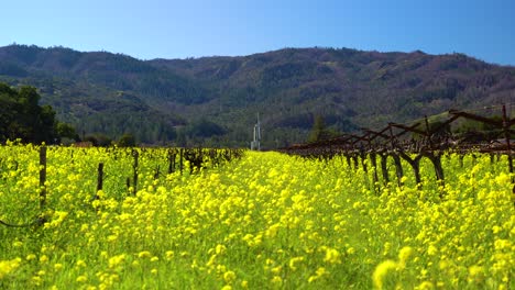 ventilador de heladas al final de un campo de viña cubierto de vibrantes flores de mostaza amarilla en el valle de napa