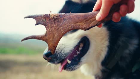 a hand offering an antler to a dog during a camping trip along the route from skurven to mefjellsvatnet in indre fosen, trøndelag, norway - close up