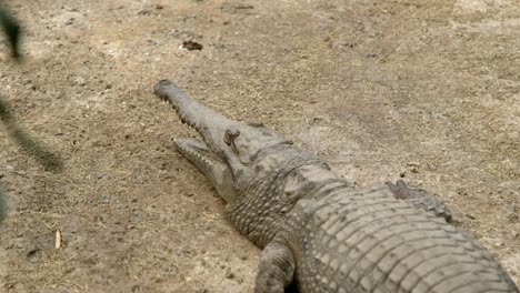 crocodile sitting still in the sun