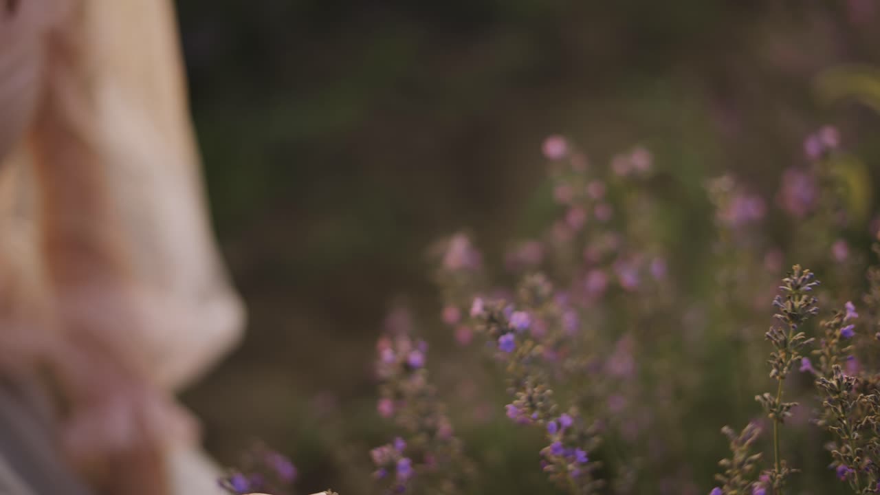 A woman with curly hair observes the beauty of a lavender field in bloom, Close Up