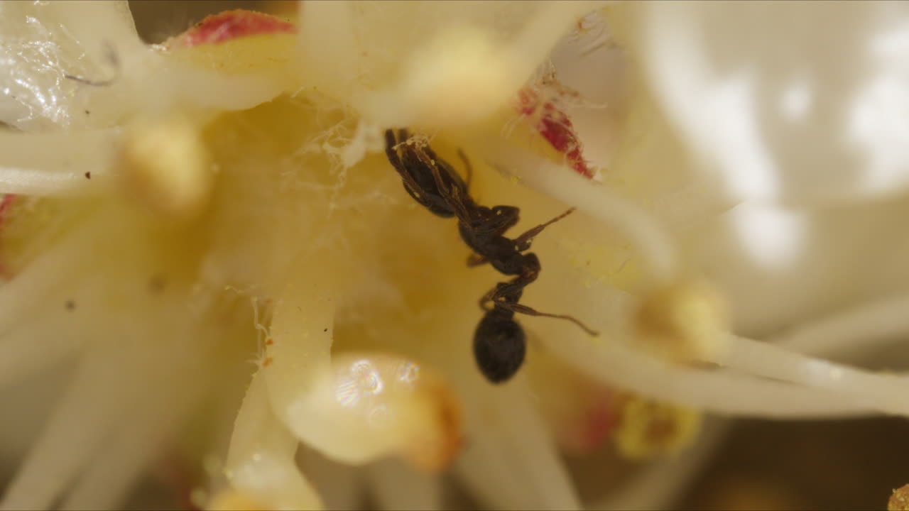 포티니아 (photinia) 와 프라세리 (fraseri) 와 은 끝의 포티니아, 꽃 매크로, 야생동물, 자연에서 가까이에서 먹는 개미.