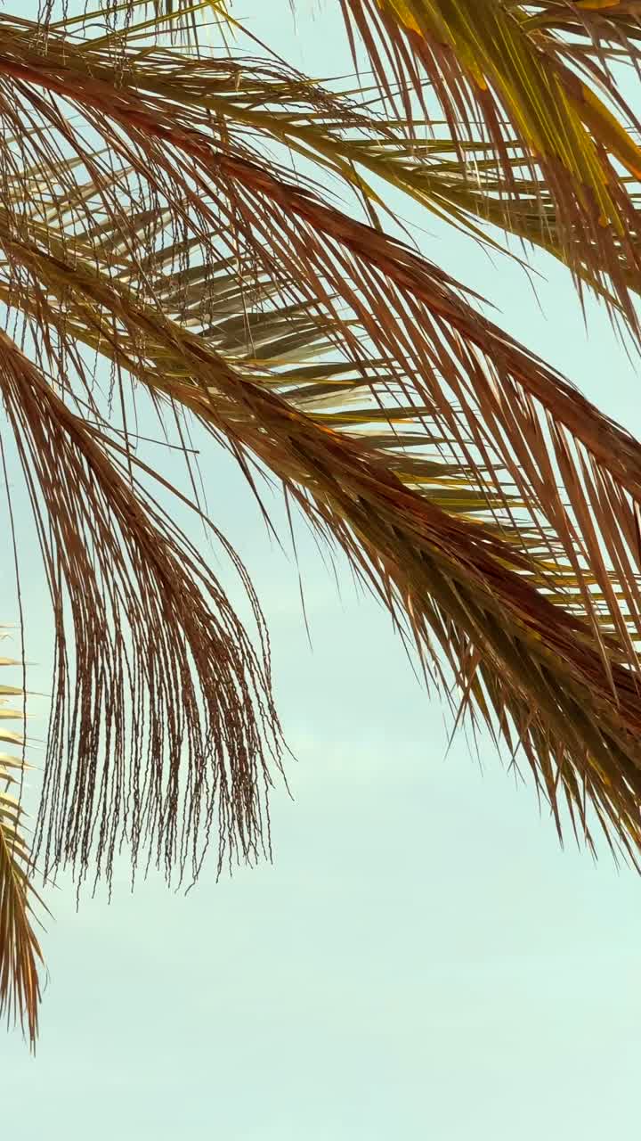 Palm Tree Under a Sky