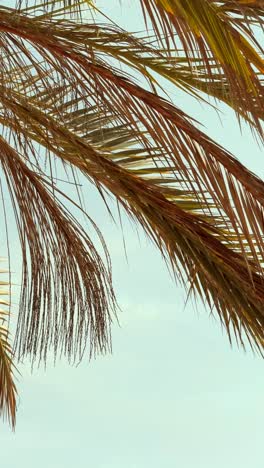 palm tree under a sky