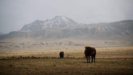 icelandic horses in a mountainous landscape