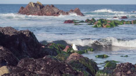 capture of gulls in their natural habitat leaving the frame