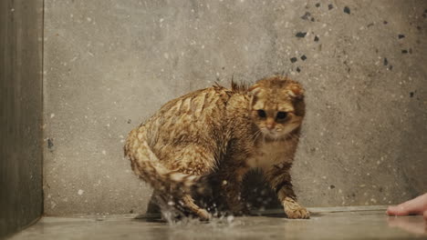 an excited active cat tries to catch water jets with its paw. slow motion video