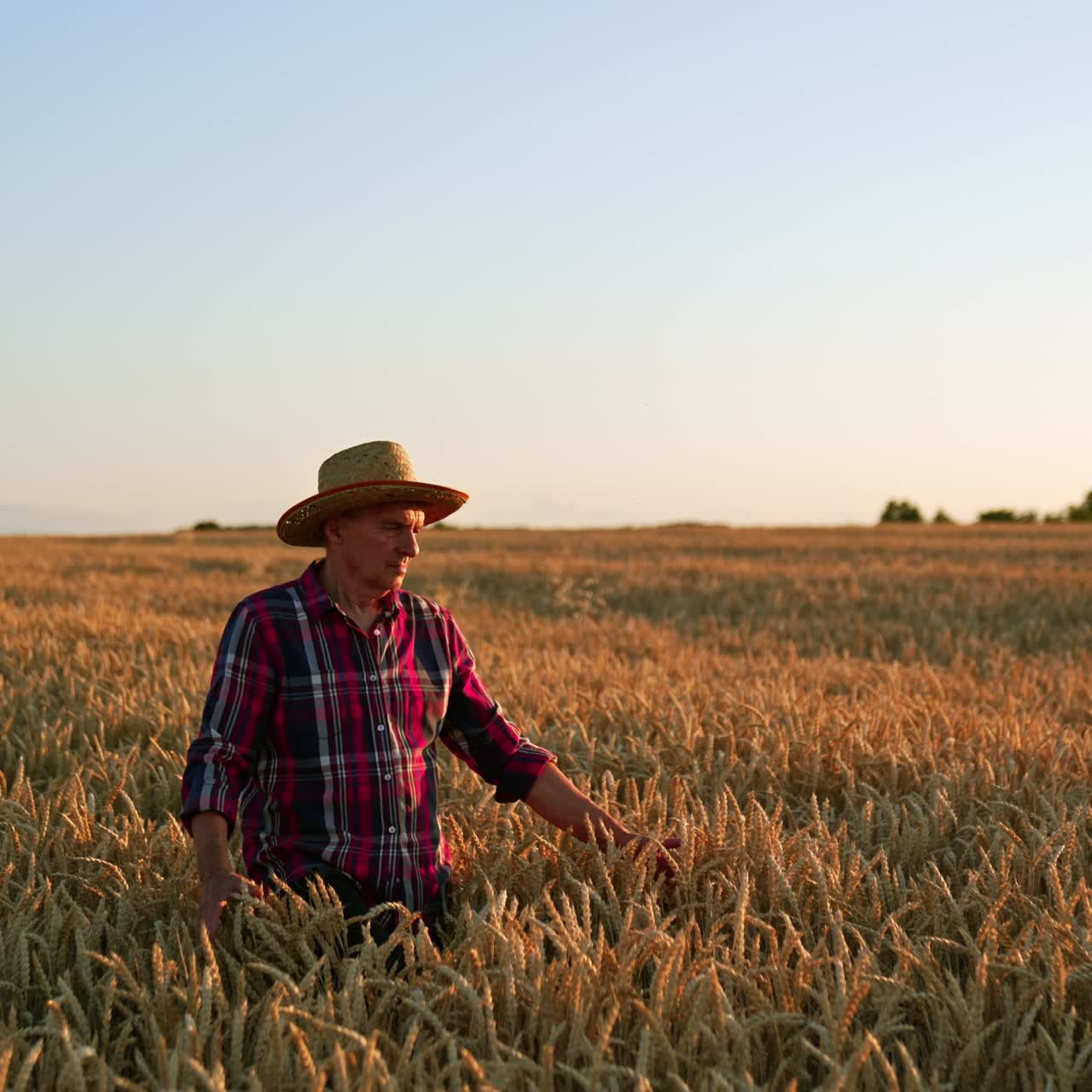 Aged farmer walks in the wheat up to his waist. Man in hat strokes ripe ears of corn while walking