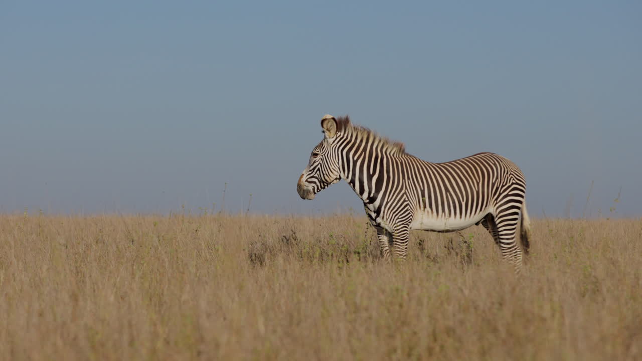 Slettezebra står stille på den vidtstrakte savanne