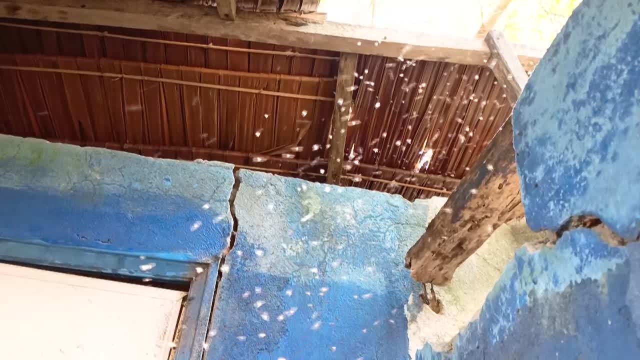 화장실 근처 에 날아다니는 수천 마리 의 과일 파리 의 느린 동작 촬영