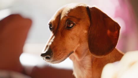 close-up of a red dachshund looking around inquisitively, capturing her alert expression in the warm indoor setting.