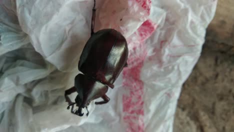 closeup rhinoceros beetle plastic bag waste in wildlife