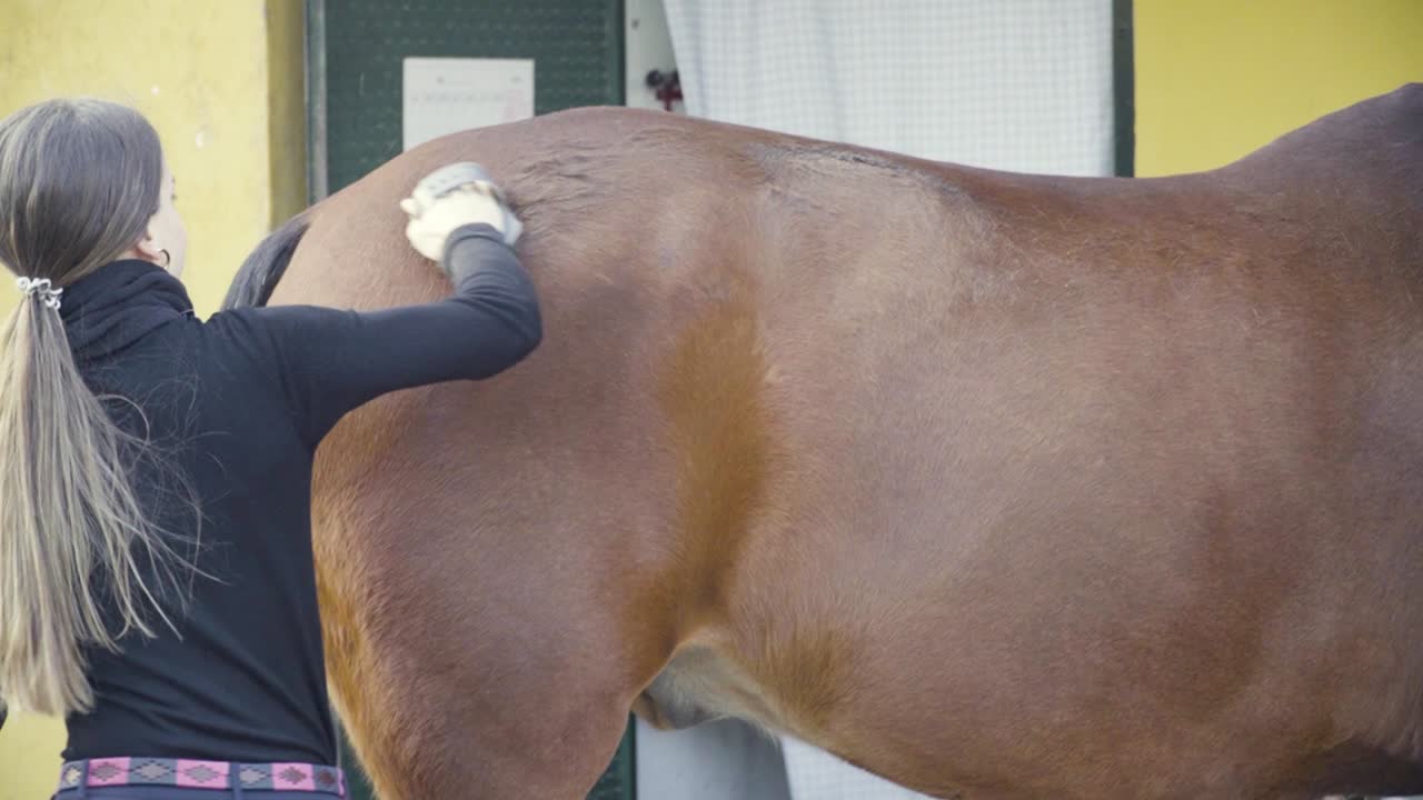 espalda de una joven rubia cepillando enérgicamente la espalda de su caballo